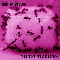 Purchase Velvet Starlings - Kids In Droves