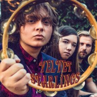 Purchase Velvet Starlings - Velvet Starlings