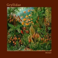 Purchase Blindsmyth - Gryllidae (CDS)