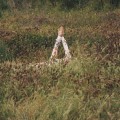 Buy Verite - New Skin Mp3 Download