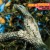 Purchase Jean C. Roché- Birds Of Venezuela (Vinyl) MP3