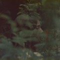Buy Rosie Carney - Eight (Feat. Haux) (CDS) Mp3 Download