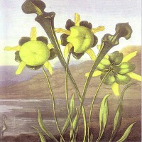 Purchase Martin Archer - English Commonflowers