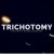 Buy Trichotomy - Live With String Quartet (Live) Mp3 Download