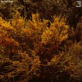 Buy Jefre Cantu-Ledesma - Tracing Back The Radiance Mp3 Download