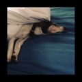 Buy Nerina Pallot - Old Dog, New Tricks (EP) Mp3 Download