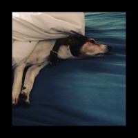 Purchase Nerina Pallot - Old Dog, New Tricks (EP)