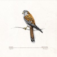 Purchase Rapidgrass - Happy Trails (American Kestrel Falco Sparverius)