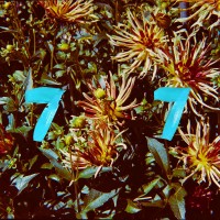 Purchase B77 - Fleur (EP)