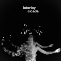 Purchase Interlay - Cicada