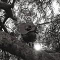 Buy Ty Segall - Hello, Hi Mp3 Download