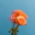 Buy The Summer Set - Blossom Mp3 Download