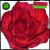 Purchase David Heartbreak- Rose Colored Bass MP3