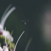 Purchase Arctica - 꽃 (Bloom)