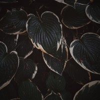 Purchase Edanticonf - The Metamorphosis Of Plants (EP)