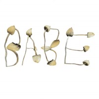 Purchase Babe Rainbow - Mushroom (EP)