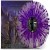 Buy Death Angel - Humanicide - Clear Purple Splatter Mp3 Download