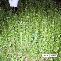 Purchase Sloe Noon - Liminality