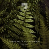 Purchase Amanita Phalloides - Lost Tape