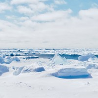 Purchase Glåsbird - Antarctica