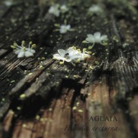 Purchase Aglaia - Florealia Nocturna