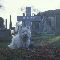 Purchase Mark Thomas - The Adventures Of Greyfriars Bobby