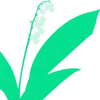 Purchase 22º Halo - Lily Of The Valley