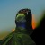 Buy Plüm - Hostage (CDS) Mp3 Download