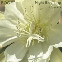 Purchase Boof - Night Blooming Cereus
