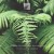 Buy Amanita Phalloides - Become Like А Children Mp3 Download