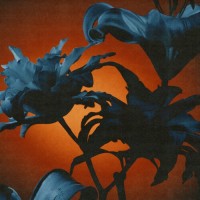 Purchase Tides From Nebula - Instant Rewards