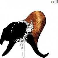 Purchase Coil - Black Antlers