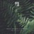 Buy Amanita Phalloides - From The Past Future Mp3 Download