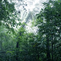 Purchase Chihei Hatakeyama - The Ancient Forest VIII