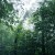 Buy Chihei Hatakeyama - The Ancient Forest VIII Mp3 Download