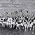 Buy Misha Panfilov Septet - Gala! Mp3 Download
