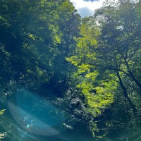 Purchase Chihei Hatakeyama - The Ancient Forest IV
