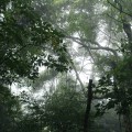 Buy Chihei Hatakeyama - The Ancient Forest V Mp3 Download