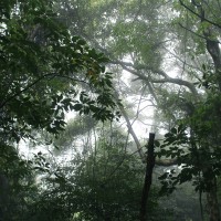 Purchase Chihei Hatakeyama - The Ancient Forest V