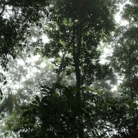Purchase Chihei Hatakeyama - The Ancient Forest IX