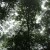 Buy Chihei Hatakeyama - The Ancient Forest IX Mp3 Download