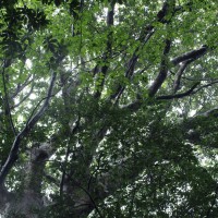 Purchase Chihei Hatakeyama - The Ancient Forest VI