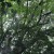 Buy Chihei Hatakeyama - The Ancient Forest VI Mp3 Download