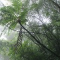 Buy Chihei Hatakeyama - The Ancient Forest X Mp3 Download