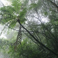 Purchase Chihei Hatakeyama - The Ancient Forest X