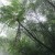 Buy Chihei Hatakeyama - The Ancient Forest X Mp3 Download