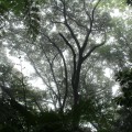 Buy Chihei Hatakeyama - The Ancient Forest VII Mp3 Download