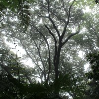 Purchase Chihei Hatakeyama - The Ancient Forest VII