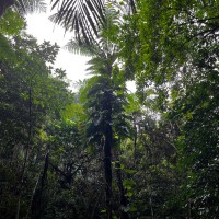 Purchase Chihei Hatakeyama - The Ancient Forest XI