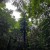 Buy Chihei Hatakeyama - The Ancient Forest XI Mp3 Download